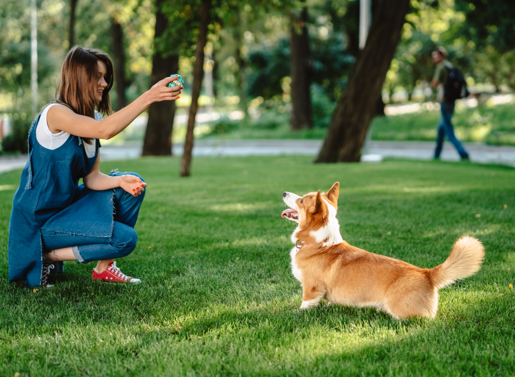 Why Your Pet Deserves More Than Just a Full Bowl – A Beginner’s Guide to Pet Supplements
