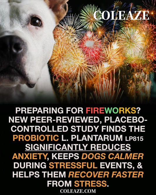 FIREWORK SEASON IS HERE — HOW TO PROTECT YOUR DOG FROM LASTING ANXIETY