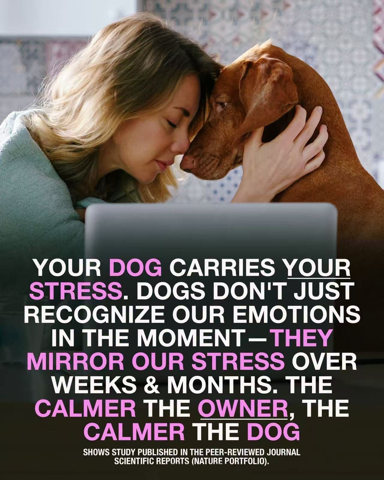 The Hidden Link Between Your Stress and Your Dog’s Gut Health 🐾