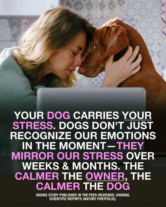 The Hidden Link Between Your Stress and Your Dog’s Gut Health 🐾