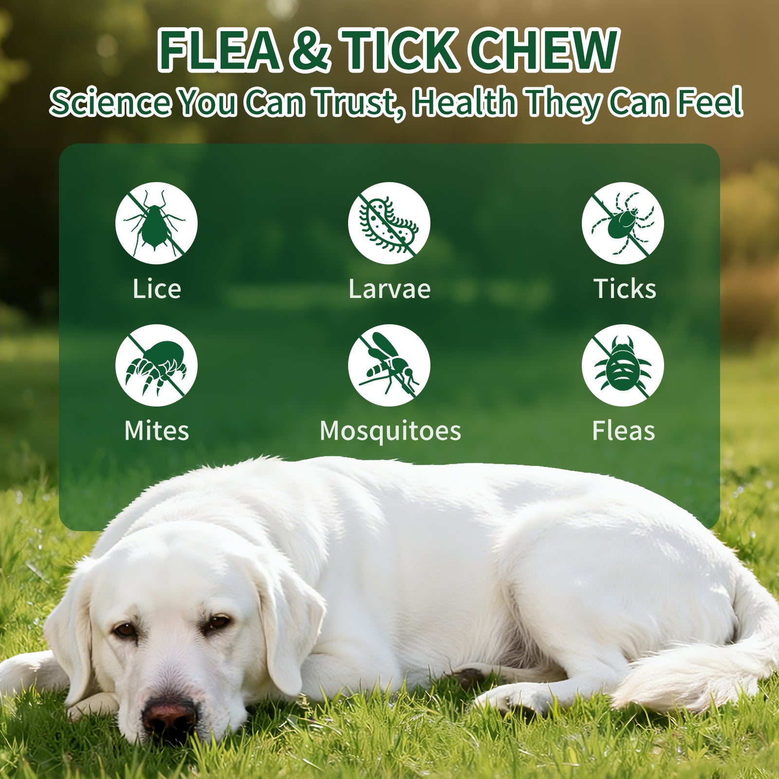 FLEA & TICK KILLER CHEWS FOR DOGS – NO HARSH CHEMICALS, NO COLLARS, NO MESS! Natural 6-in-1 Defense Against Fleas, Ticks, Mosquitoes, Mites & Lice – Promotes Healthy Skin & Shiny Coat – 200 Chicken Soft Chews – All Breeds & Ages